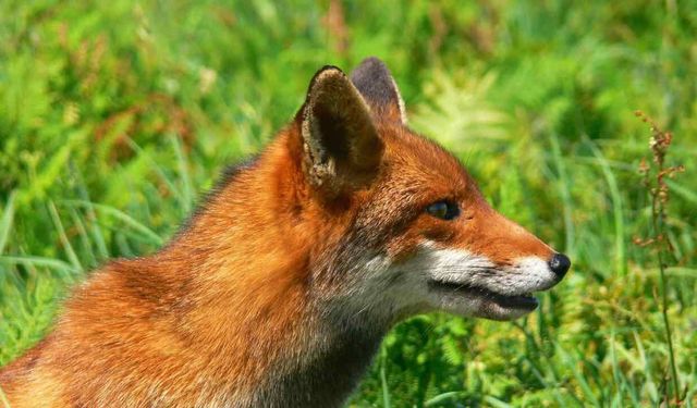 Bir Tilki Kaçak Yolculukla 5472 KM Yol Katetti