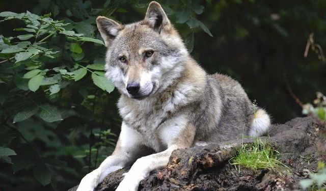 Yunanistan'da Yeni Bir Melez Kurt Türü Bulundu
