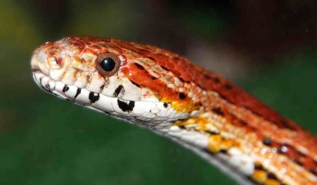 Japonya Enkaz Aramaları İçin Yılan Şeklinde Robot Yaptı