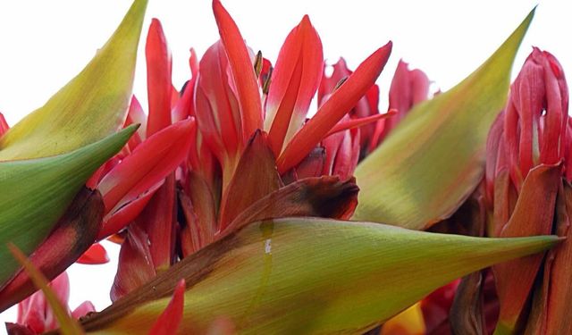 İsviçre'de Bir Zambak 43 Sene Sonra Çiçek Açtı