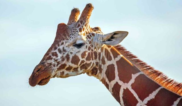 İsviçre'de Çok Ender Bir Zürafa Türünün Yavrusu Doğdu