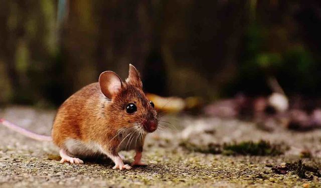Bir Farenin Dondurulmuş Beyni Canlandırıldı