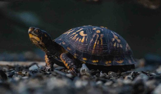 Vücuduna Sardığı 30 Canlı Kaplumbağa İle Kaçmaya Çalıştı