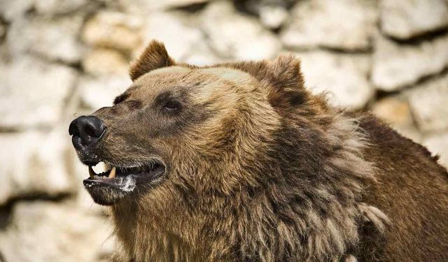 Japonya'da Bir Yılda 14 Bin Ayı Öldürüldü