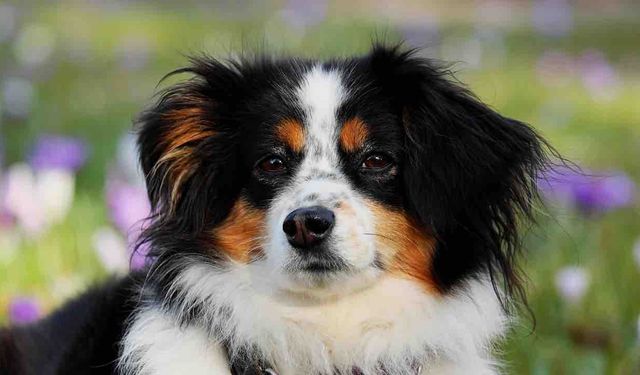 Dünyanın En Yaşlı Köpeği 30 Yaşında Öldü
