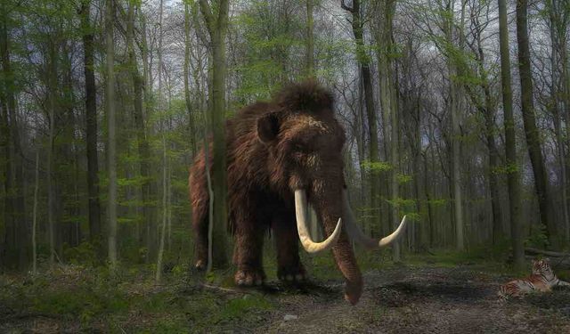 Donmuş Sincap Dışkısında Mamut DNA'sı Bulundu