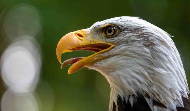 İmdat Bir Kartal Bana Saldırıyor