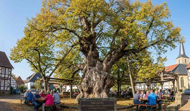 Almanya'da 900 Yıllık Ihlamur Ağacı Tarih Kitabı Gibi