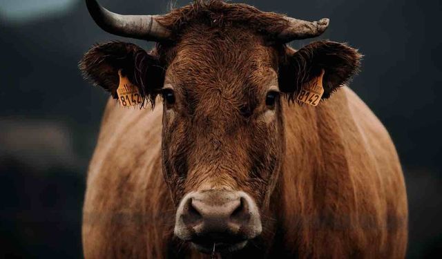 10 İnek Otlarken Yıldırım Düştü 9'u Öldü