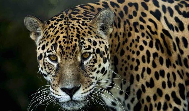 Amazon Ormanlarında Bir Jaguar Yolculuk Rekoru Kırdı