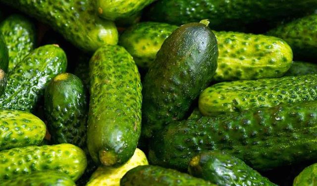 İlginç Gelişme Salatalıkta Et Proteini Üretildi