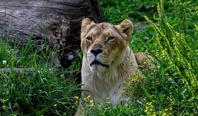 Tanzanya'da Zehirlenen 10 Aslan Öldü