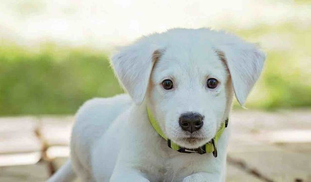Köpeğini Gölde Yüzdürdü 500 Frang Ceza Yedi