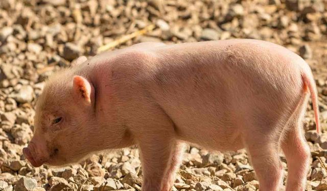 İnsana Nakledilen Domuz Böbreği İşlev Rekoru Kırdı