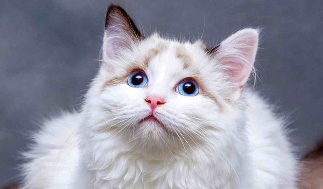 Ötenazi İçin Bırakılan Kedi 18 Ay Yaşadı
