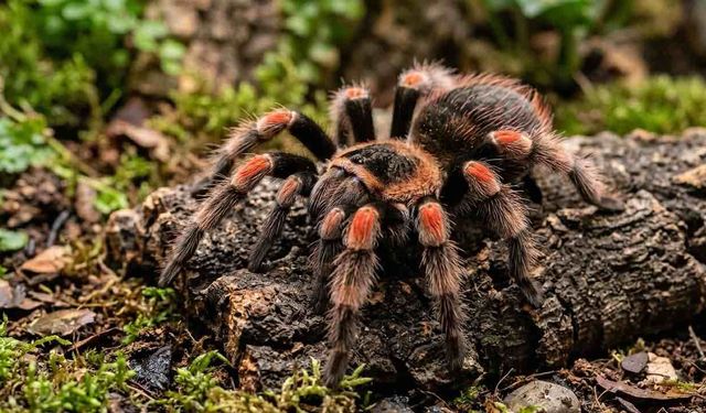 Avusturya'da Zehirli Örümcekler Evleri İstila Etti