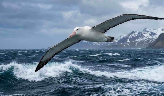 1956'da Halkalanan Bir Albatros Kuşu Hala Hayatta