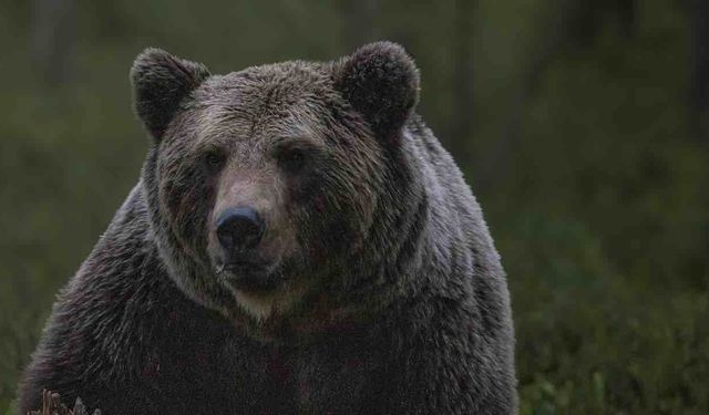 Rusya'da Son Dönemde Ayı Saldırılarında 17 Kişi Öldü