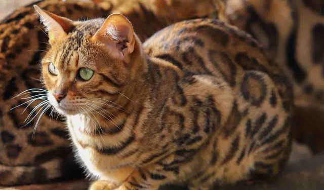 Beslediği Kedi Yeni Bir Kaplan Türü Çıktı