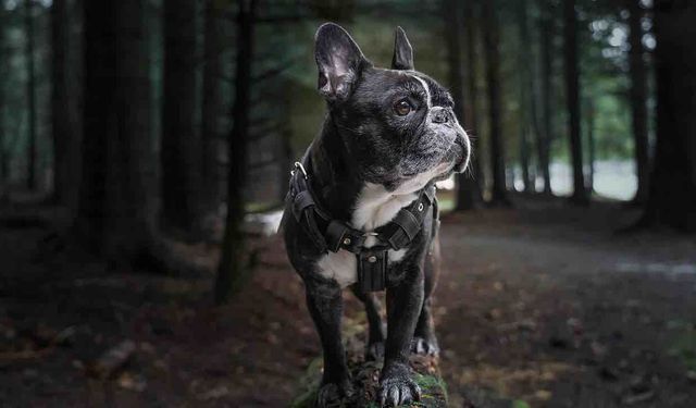 Belçika'da Köpek Havlamasına Tazminat Davası