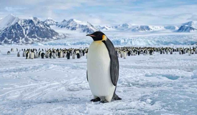 Antarktika'nın En Büyük Penguen Topluluğunun 3'te 2'si Öldü