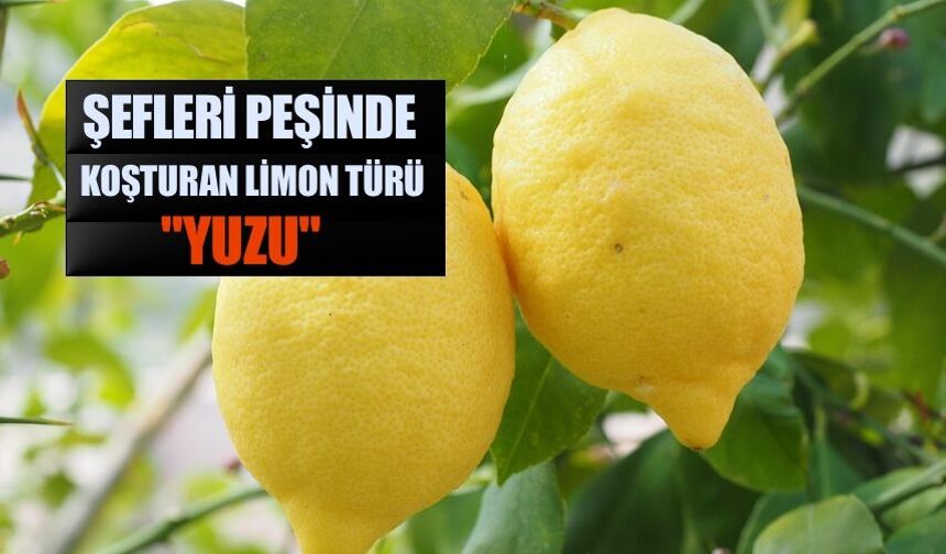 Japonya'ya Özgü "Yuzu" Limon Türü Şefleri Peşinde Koşturuyor