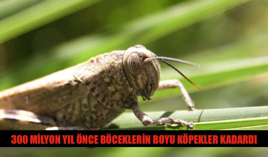 Böcekler Bundan 300 Milyon Yıl Önce Köpekler Kadardı