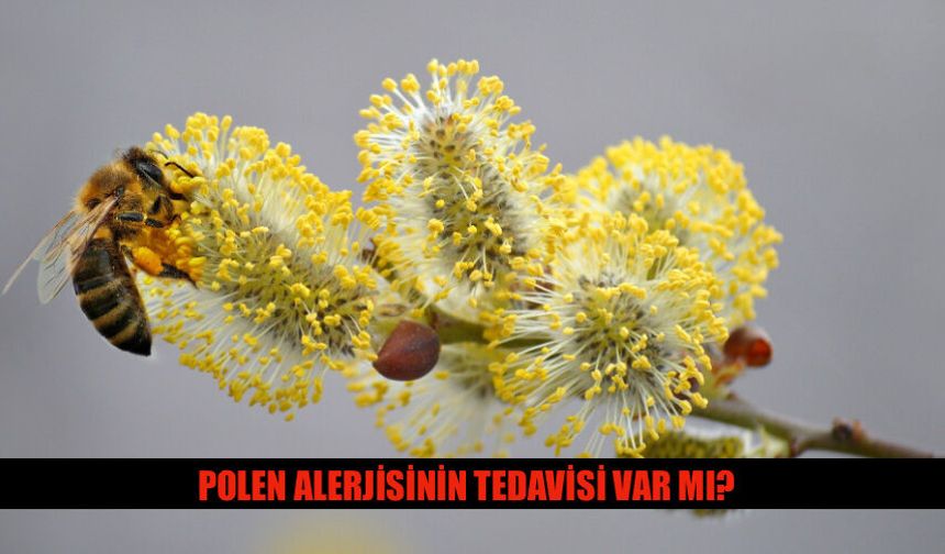 Polen Alerjisinin Tedavisi Var Mı? İşte Detaylar