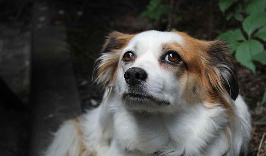 Yapay Zeka Bir Köpeği Kanserden Kurtardı