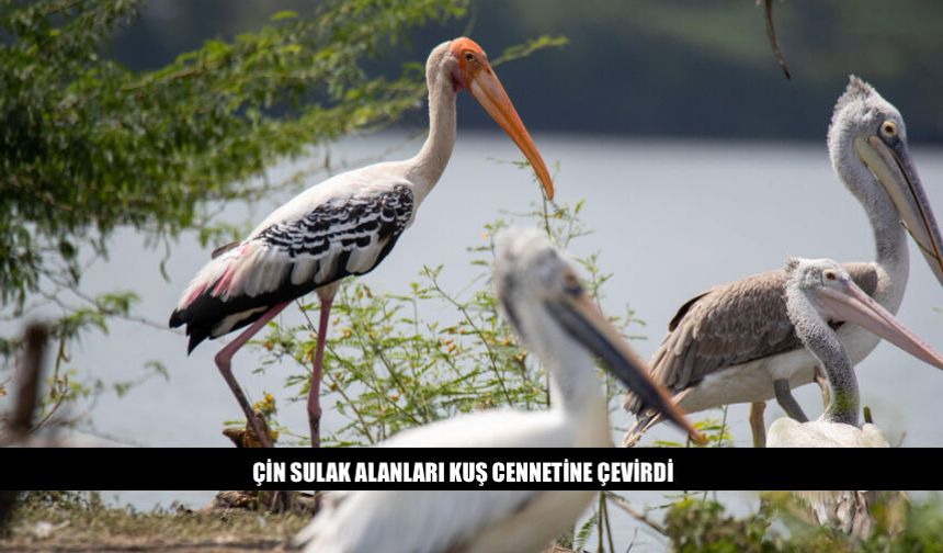 Çin Sulak Alanları Kuş Cennetine Çevirdi