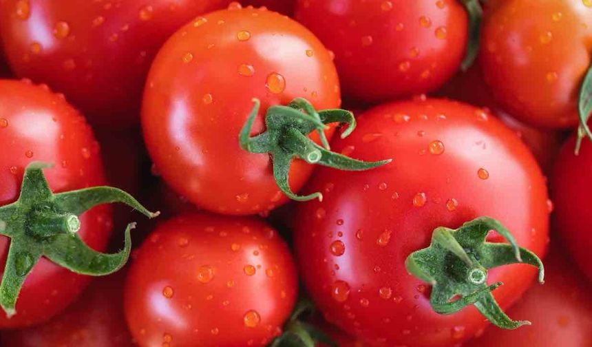 Buzdolabında 3 Gün Kalan Domates Aroması Yüzde 65 Kaybediyor