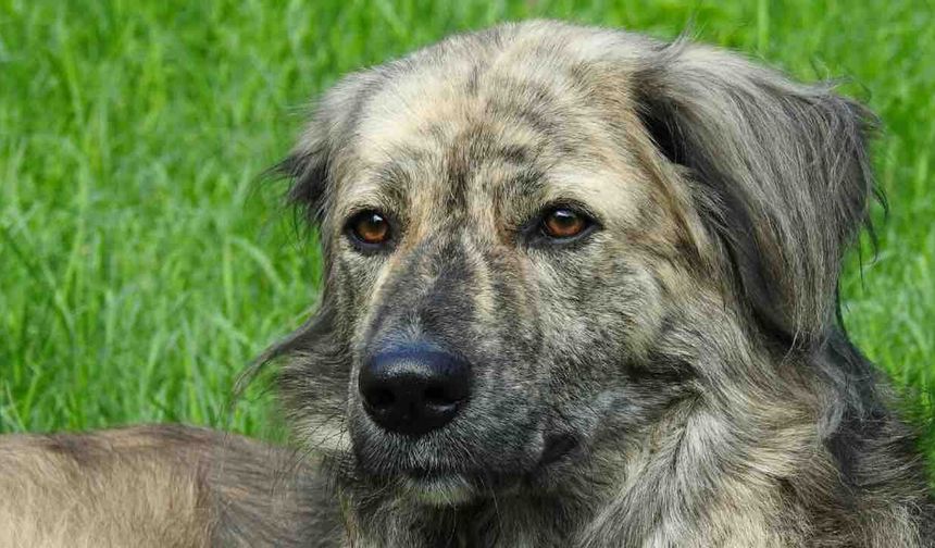 Köpeklerin Siyah Beyaz Gördüğü İnancı Yanlış