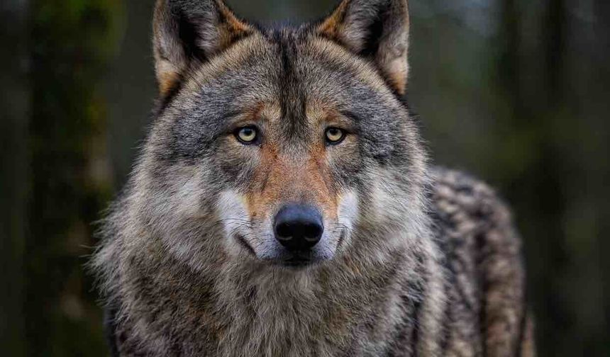 Himalayalar'da Köpek Kurt Karışımı Yeni Bir Tür Belirlendi