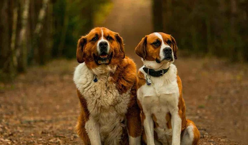 İsviçre'de Bir Köpek Bir Kerede 8 Yavru Doğurdu