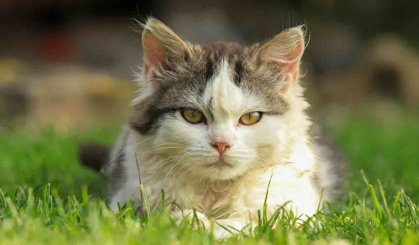 17 Yıldır Kayıp Olan Kedi Yangınlar Sayesinde Bulundu