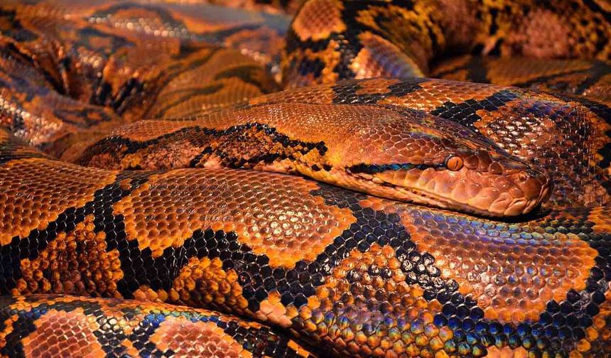 4.5 Metrelik Piton İnsan Tedavisiyle Kanseri Yendi