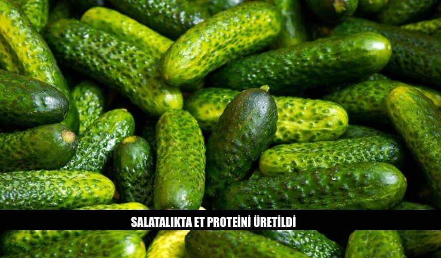 İlginç Gelişme Salatalıkta Et Proteini Üretildi