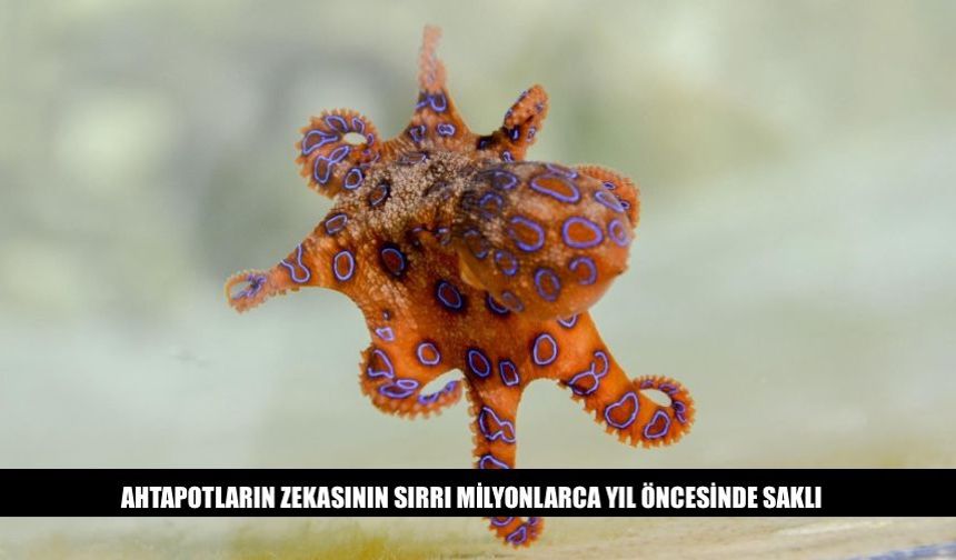 Ahtapotların Zekasının Sırrı Milyonlarca Yıl Öncesinde Saklı