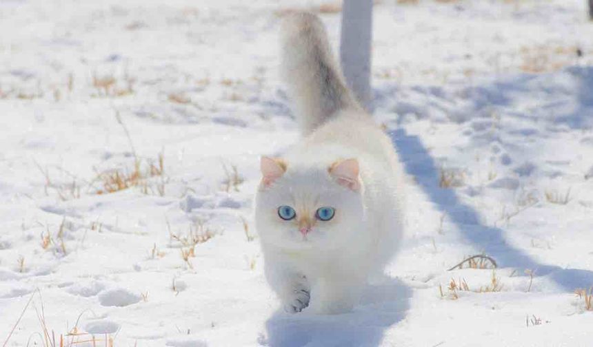 ABD'de Kayıp Kedi 571 Gün Sonra Ailesine Kavuştu