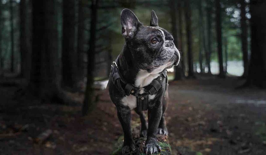 Belçika'da Köpek Havlamasına Tazminat Davası