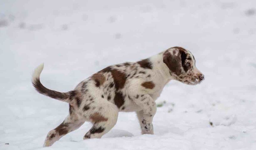 Bir Köpek Çığ Altında 50 Saat Yalnız Kurtarılmayı Bekledi