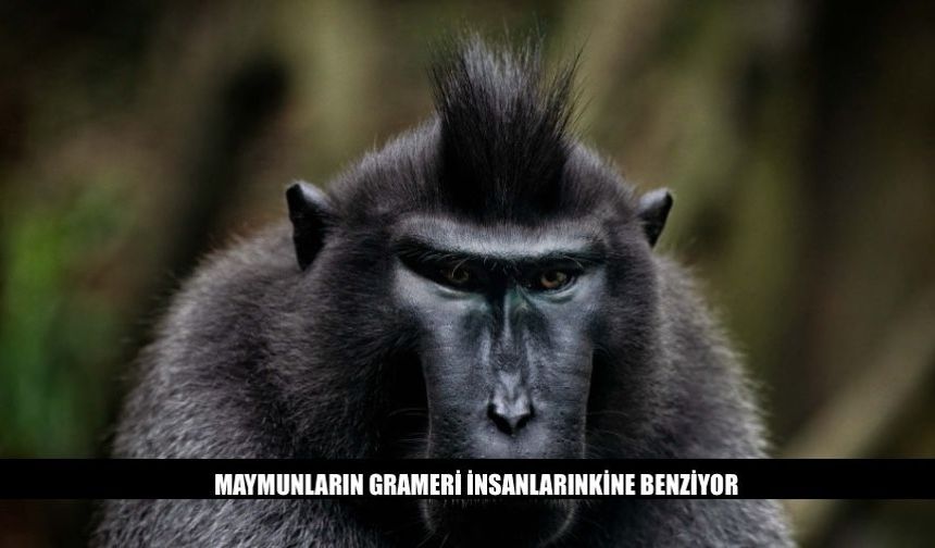 Maymunların Grameri Var İnsanlarınkine Benziyor