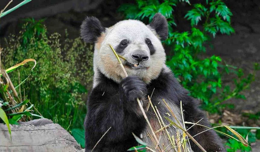 Fransa'da Doğan 2 Panda Vatanları Çin'e Dönüyor