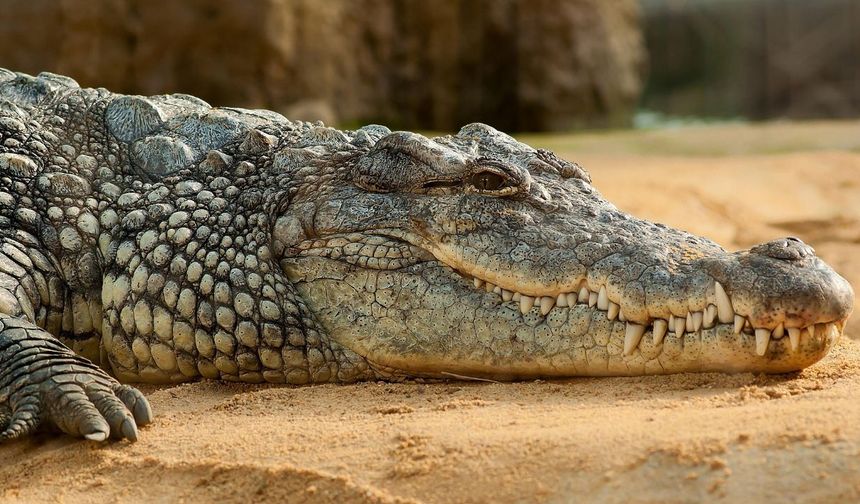 Florida'da Bir Adama Timsah Saldırdı