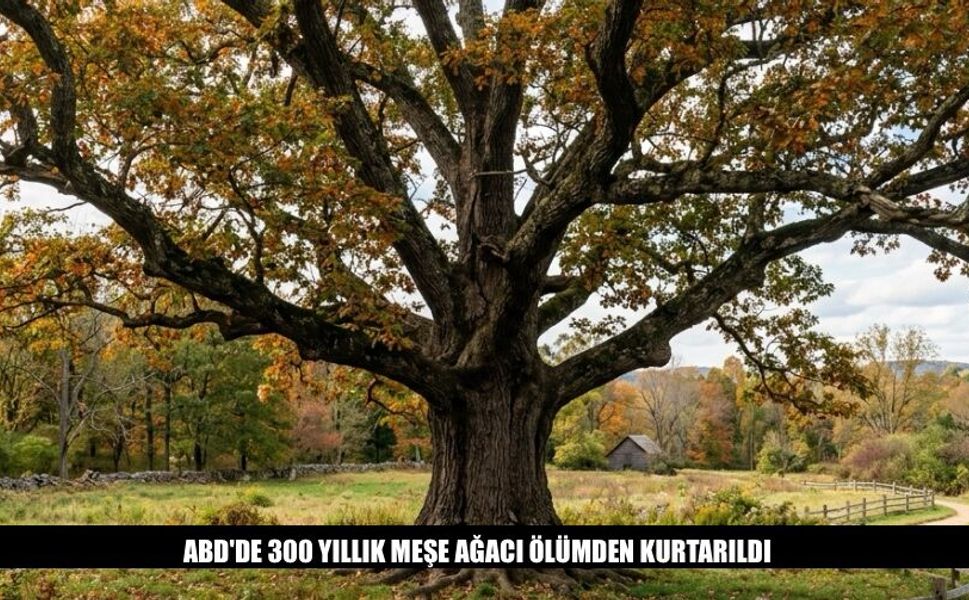 ABD Bağımsızlık Savaşını Gören 300 Yaşındaki Ağaç Kurtarıldı