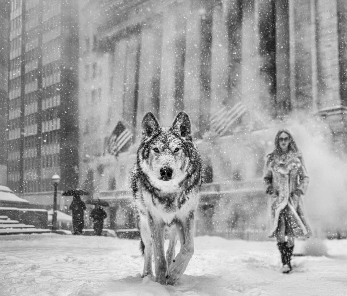 david yarrow un wall street stories calismasi hilton comtemporary araciligiyla sanatseverlerle bulusuyor