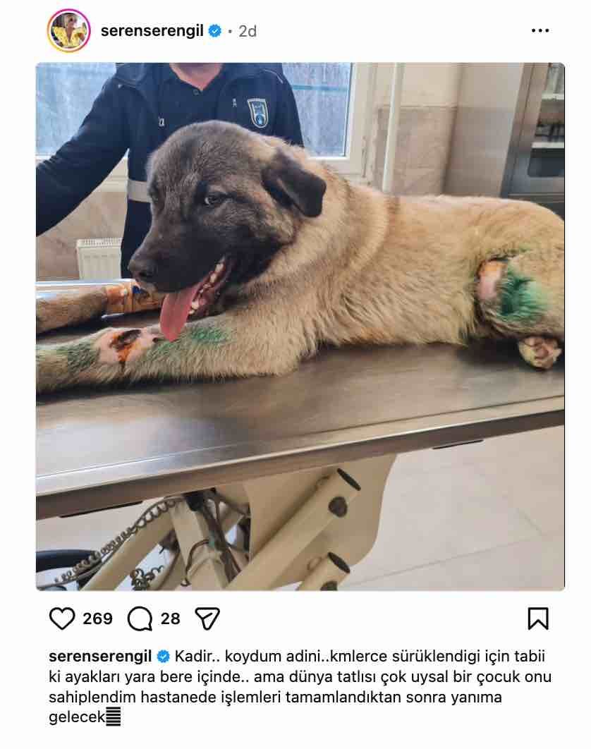 seren serengil yarali kopegi sahiplendi