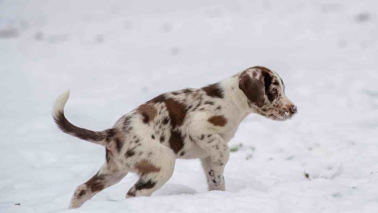 Bir Köpek Çığ Altında 50 Saat Yalnız Kurtarılmayı Bekledi