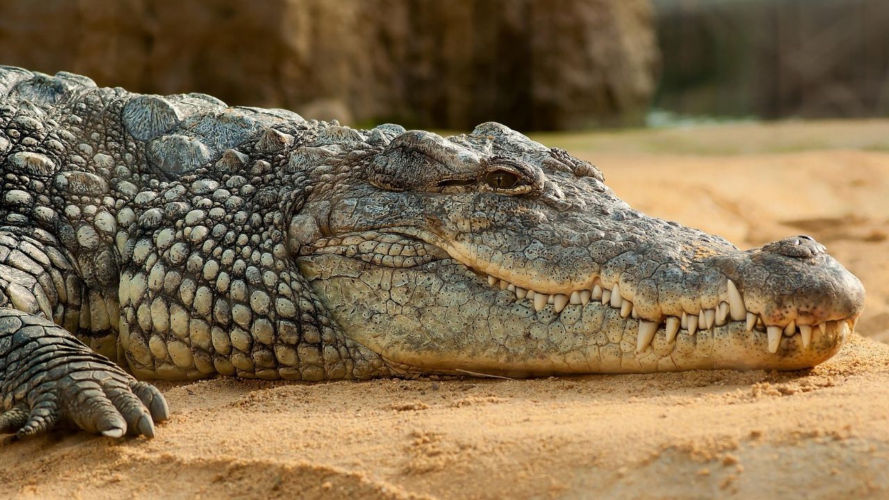Florida'da Bir Adama Timsah Saldırdı